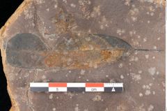 Foto (Detailsansicht) von Quercus palaeoilex Ettingshausen (NHMW-GEO-2024-0188-0771)